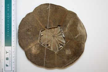 Media type: image;   Invertebrate Zoology ECH-7196 Description: Preserved specimen.;